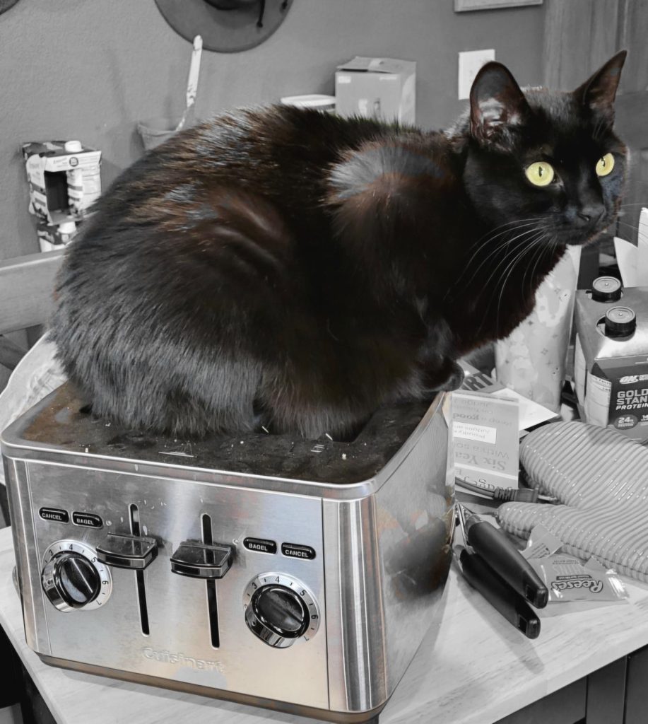 Kiki, the Quinoa Cat, is sitting on a toaster in the kitchen